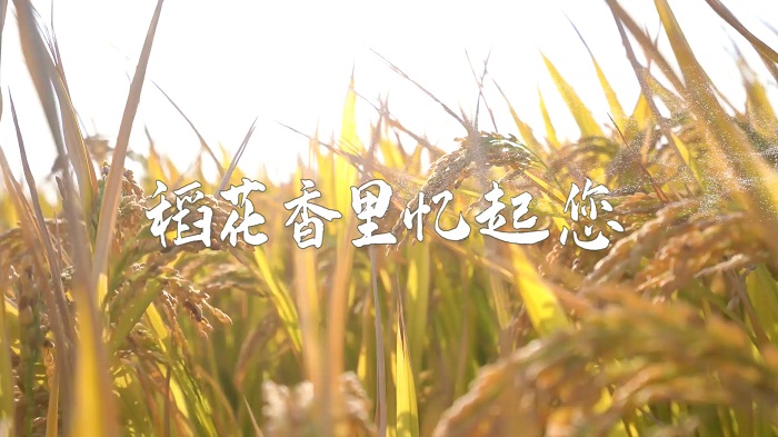 稻花香里忆起您（袁隆平）主题演讲配乐LED背景视频