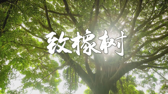 致橡树-挚爱真情演讲朗诵配乐LED背景视频