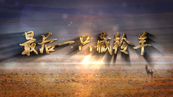 可可西里最后一只藏羚羊-保护动物主题演讲经典朗诵配乐led背景视频