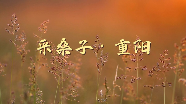 采桑子重阳（毛泽东）现代经典诗歌诗词朗诵配乐led背景视频