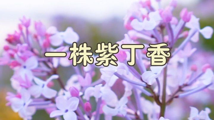 一株紫丁香-歌颂老师、赞美教师主题演讲经典诗歌少儿朗诵配乐背景视频