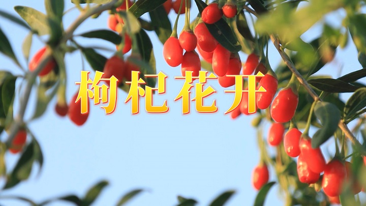 枸杞花开-挚爱真情经典诗歌朗诵配乐led背景视频