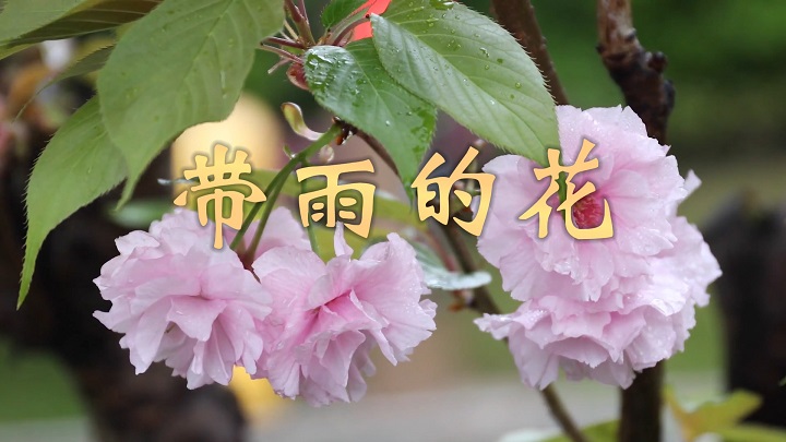 带雨的花-少儿故事、少儿朗诵配乐led背景视频