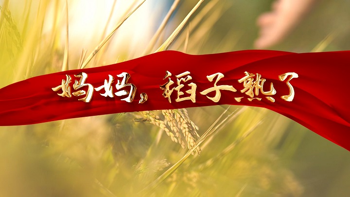 妈妈，稻子熟了-袁隆平写给母亲的一封信，挚爱真情主题朗诵配乐背景视频
