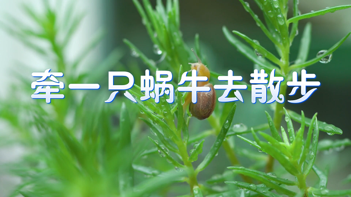 牵一只蜗牛去散步-亲子故事，少儿故事，少儿演讲等主题配乐背景视频