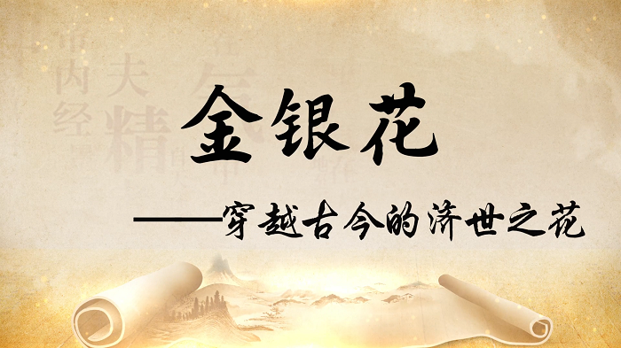 金银花&mdash;中医药故事我来讲，弘扬中医药文化，中药主题演讲配乐背景视频